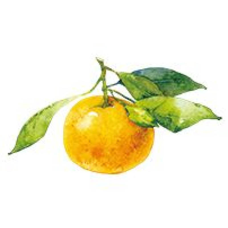 KOSE Precious Garden увлажняющий крем для рук с ароматом юдзу, 70 г
